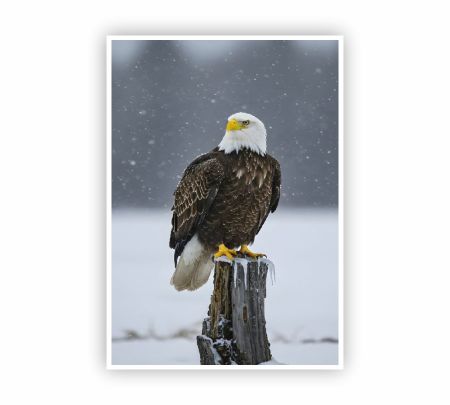 Bald Eagle in the Snow Poster Mockup