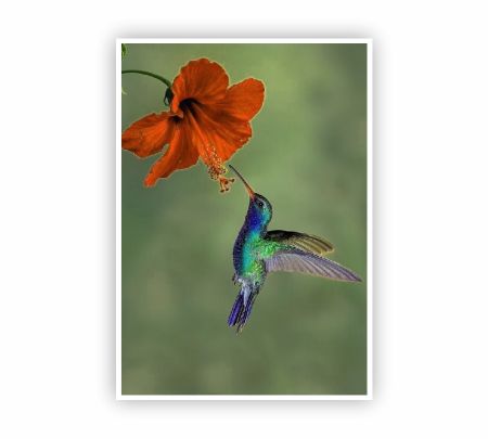 Hummingbird with Hibiscus Flower Poster Mockup