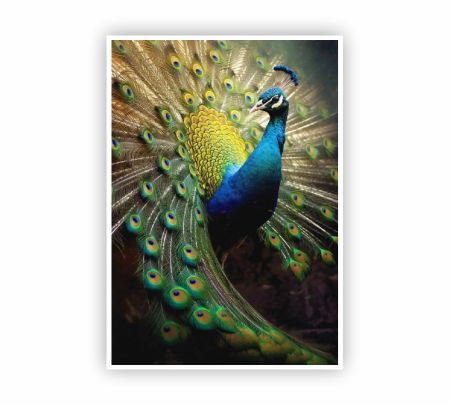 Nature Peacock Feather Poster Mockup